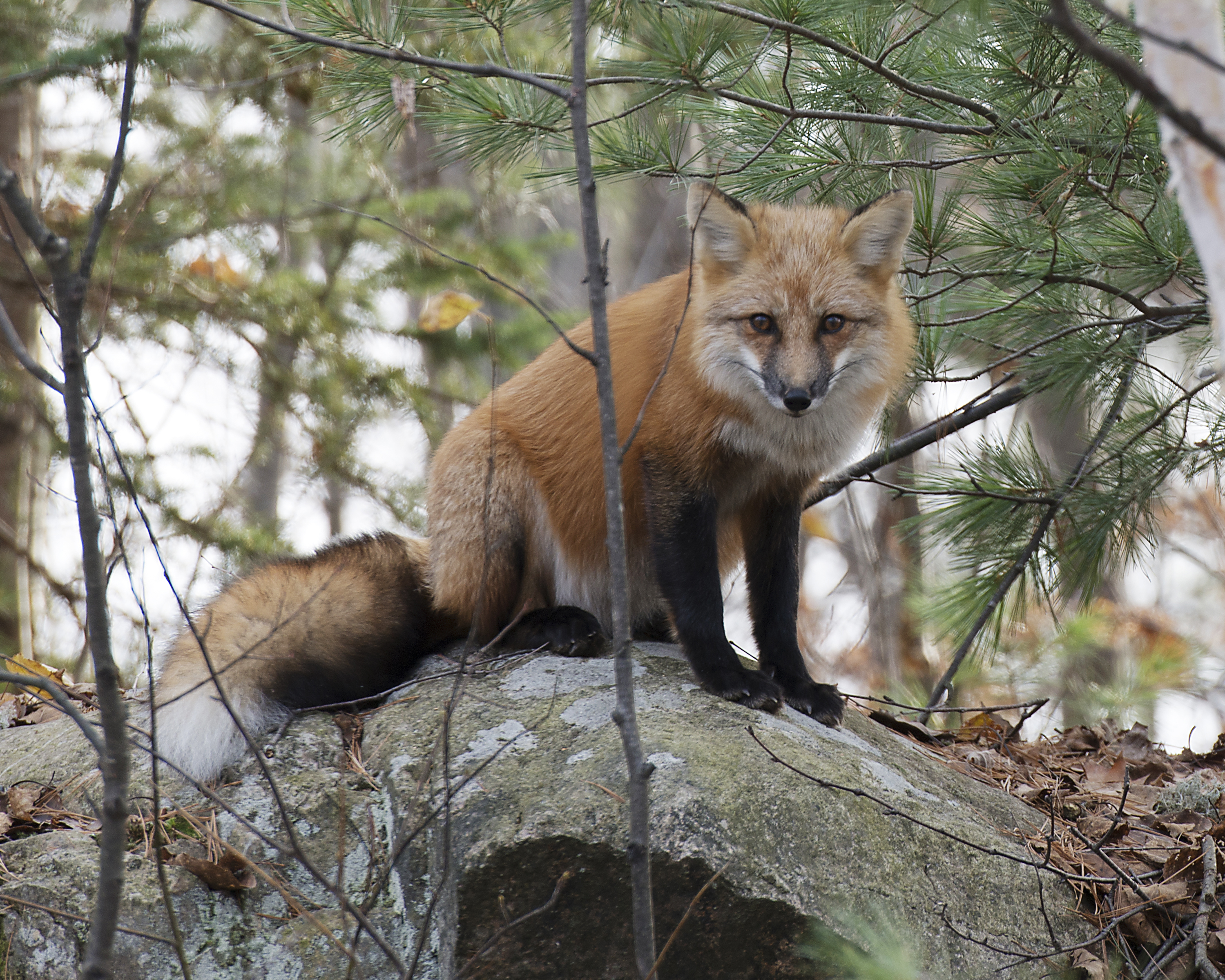 See the local Red Fox in the area.