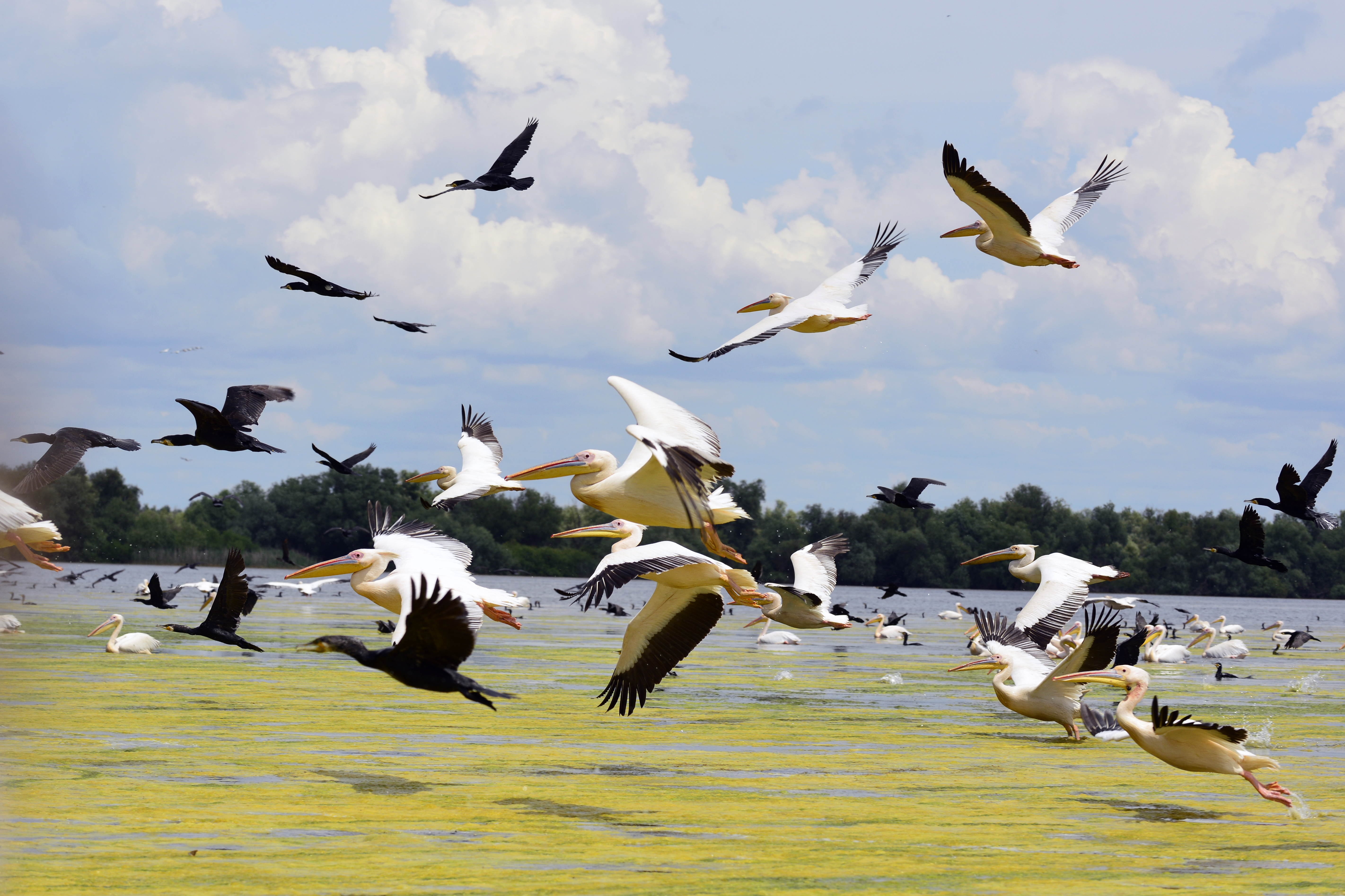 Pelicans and Cormorans taking off