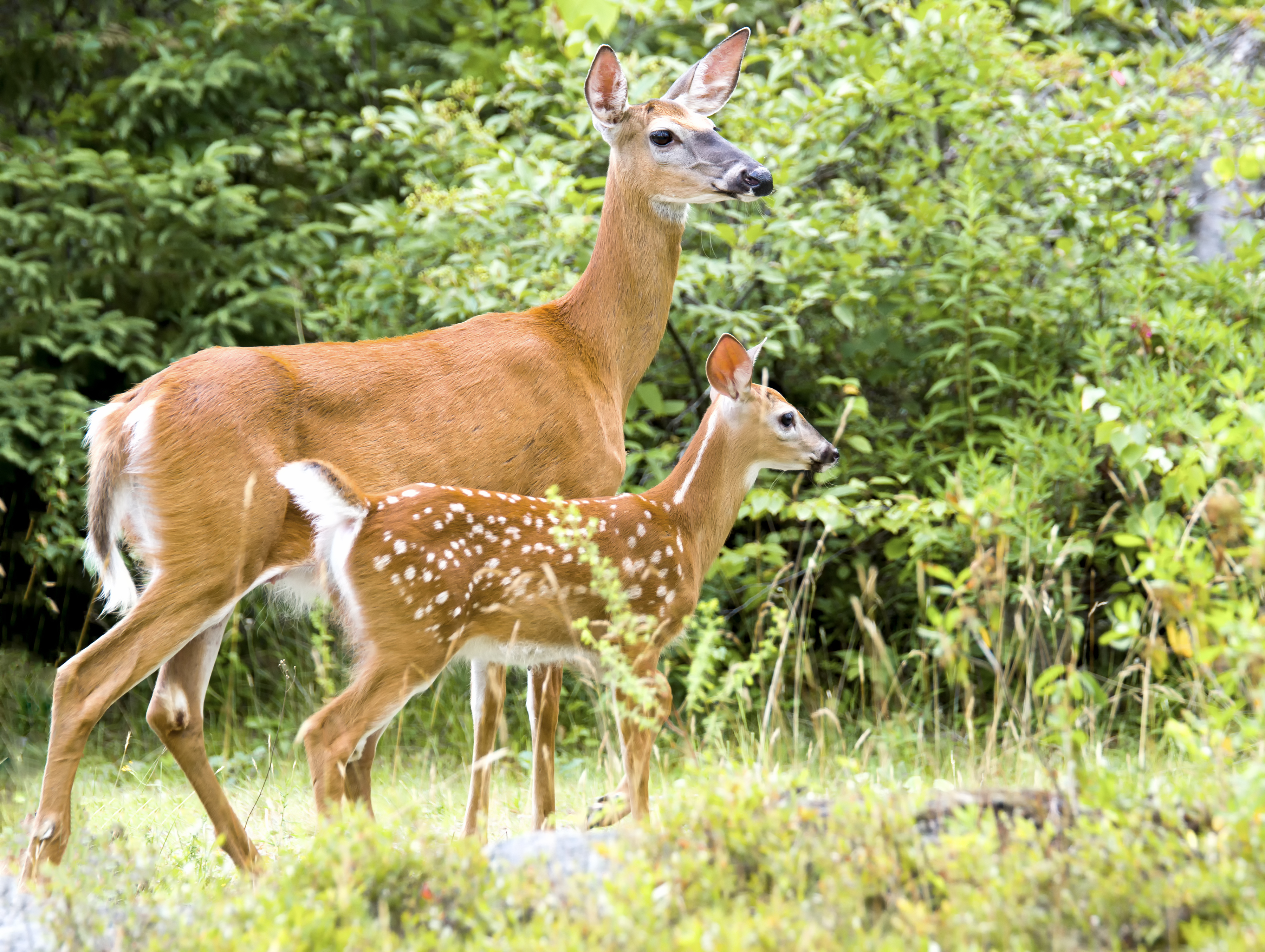 White tail deer - say hello to your wild neighbours!