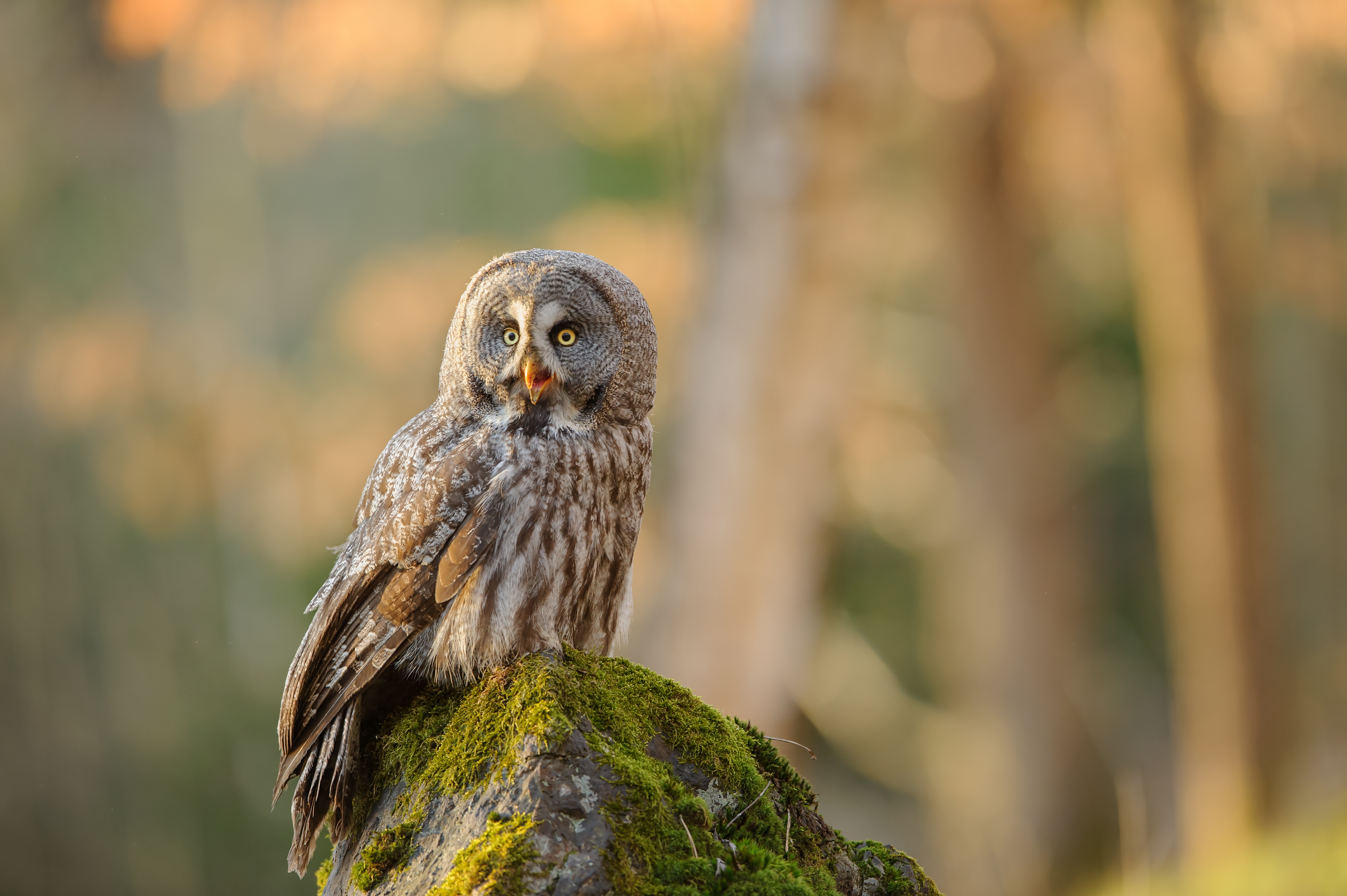 Great grey owl sitting on mossy stone