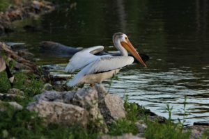 Pelican at the Lakeshore